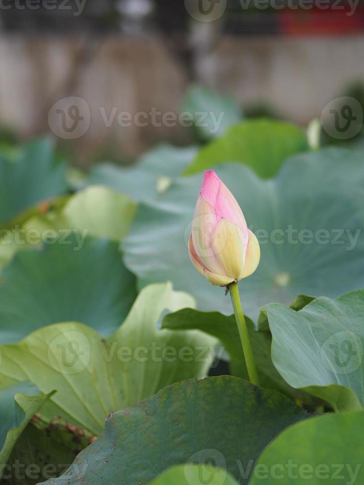 white flower Water lily Plantae, Sacred Lotus, Bean of India, Nelumbo, NELUMBONACEAE name flower in pond Large flowers oval buds Pink tapered end center of the petals are bloated green nature in pool photo