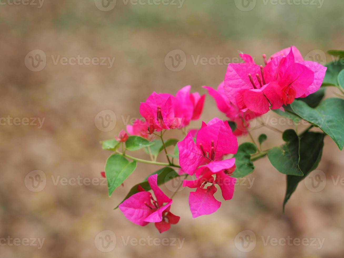 Magnoliophyta Scientific name Bougainvillea Paper flower pink color on blurred of nature background photo