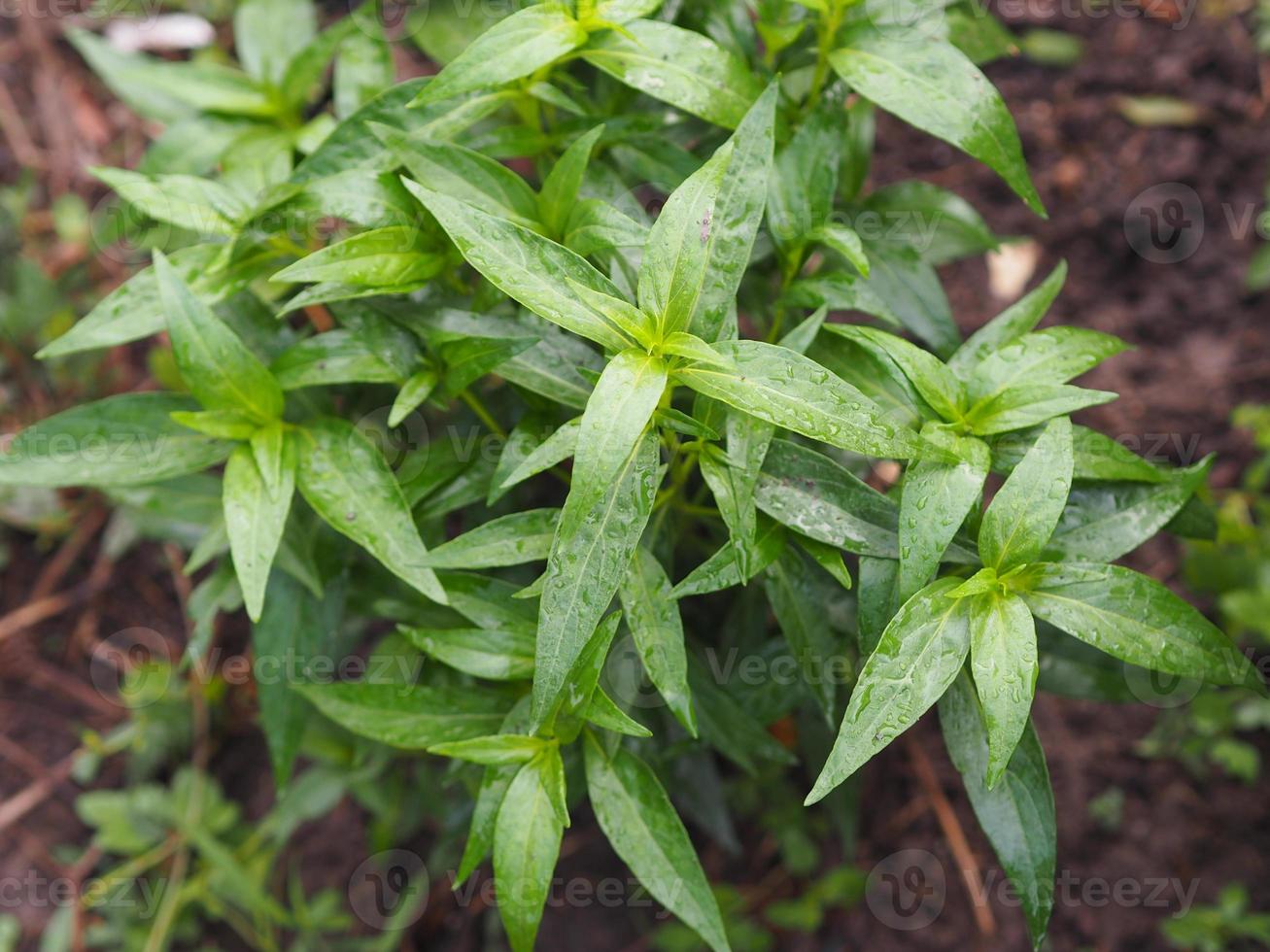 King of bitters scientific name Andrographis paniculata Burm, Wall. Ex Nees, Fah Talai jhon, Thai herbs relieve sore throat, reduce fever, heat up the cold green leaves vegetable coronavirus, covid-19 photo