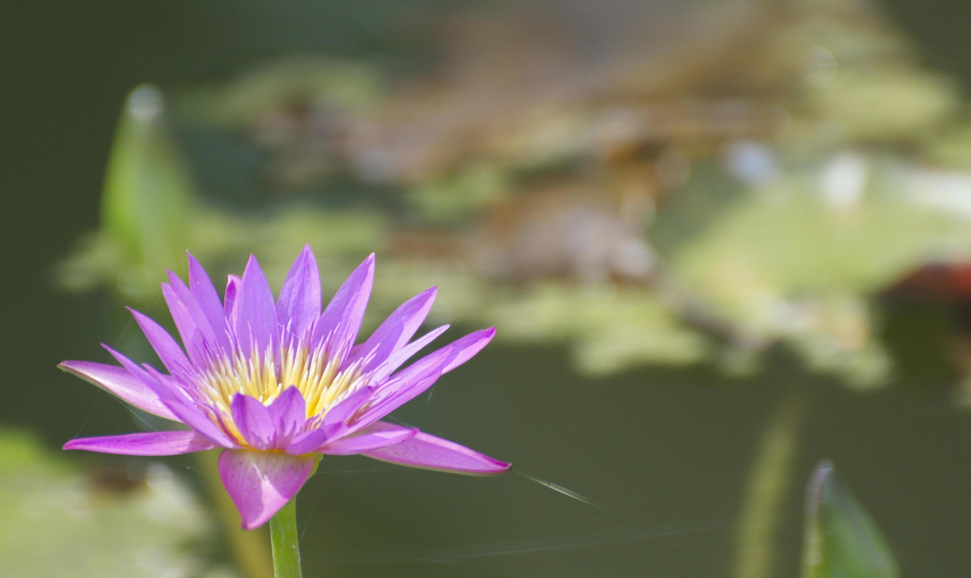 lirio de agua rosa en las hojas y el fondo de la piscina natural. flor de  loto. 8083609 Foto de stock en Vecteezy