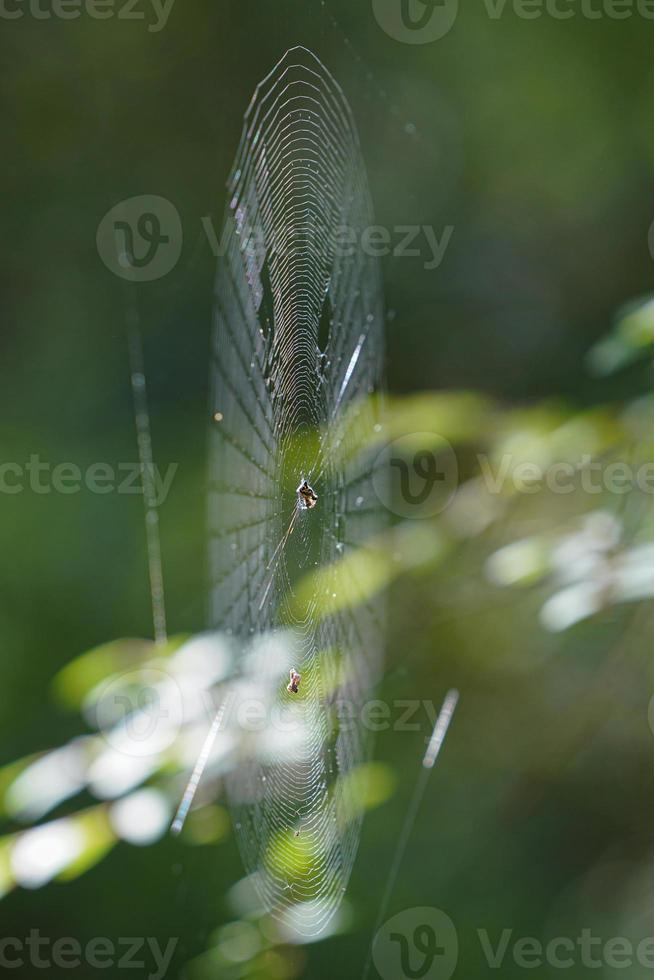 Spider web in Forest photo