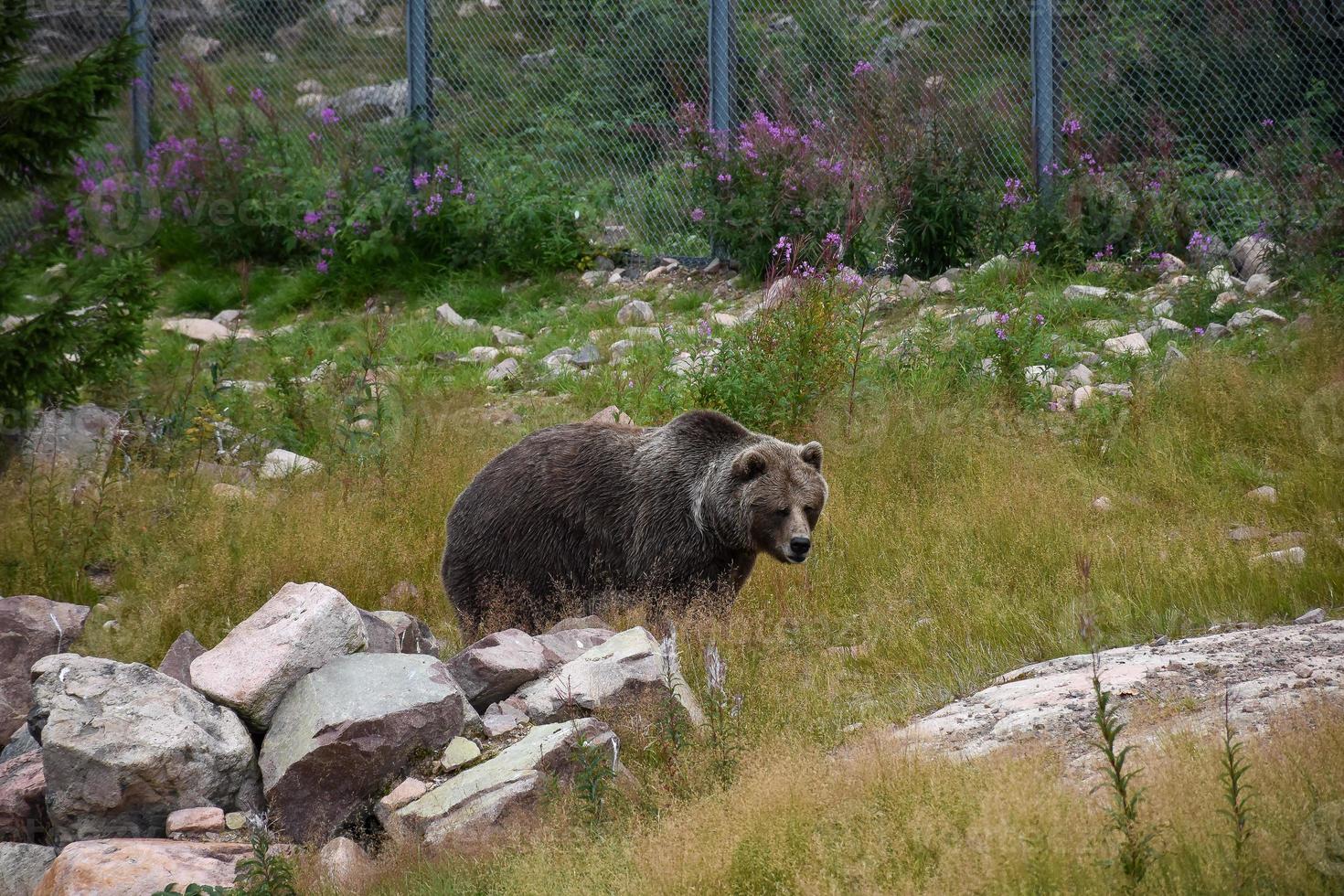 Big brown bear in a national park in Sweden photo