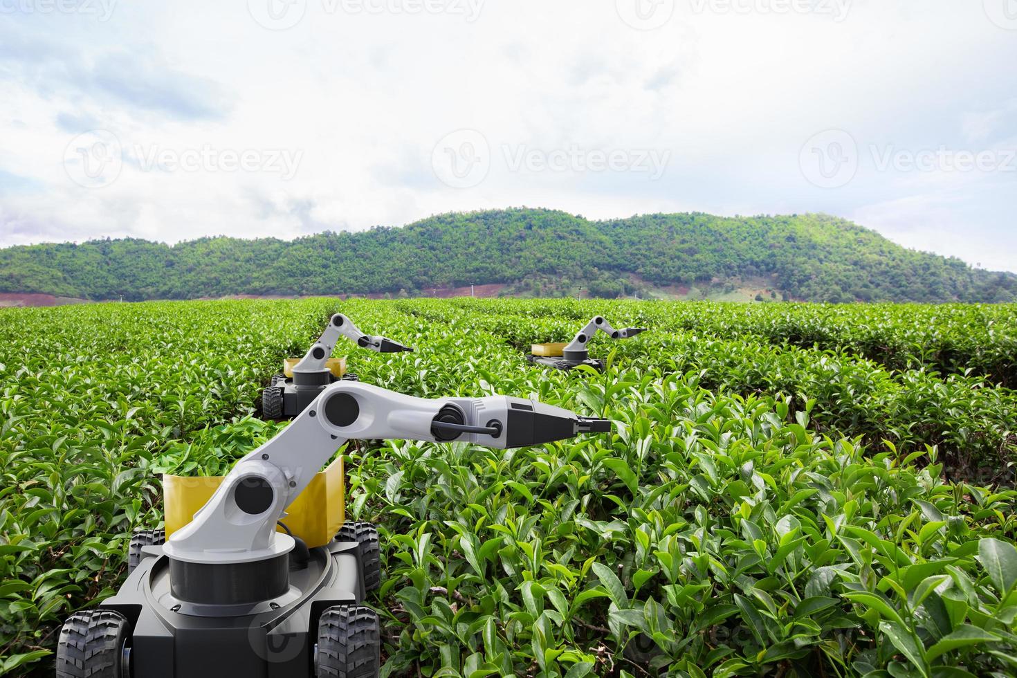 Autonomous robot harvesting tea leaf in green tea field, Future 5G technology with smart agriculture farming concept photo