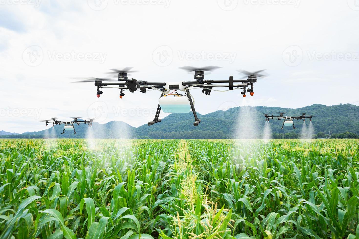 Agriculture drone fly to sprayed fertilizer on the sweet corn fields photo