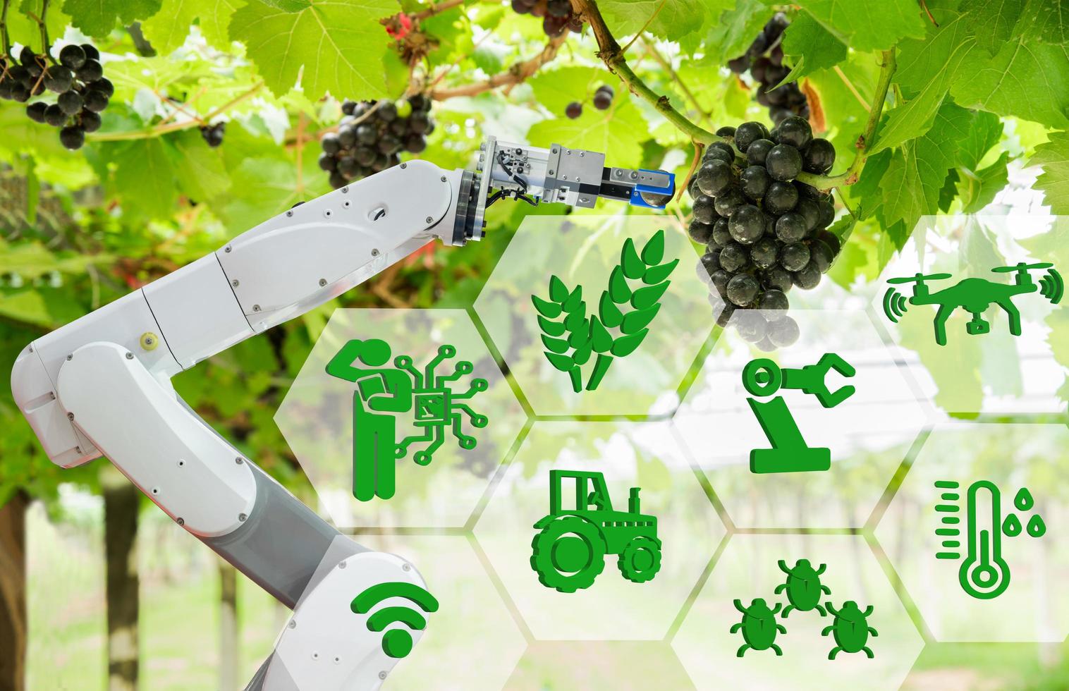 Agricultural robot assistant harvesting grapes to analyze the grape growth, Smart farm concept photo