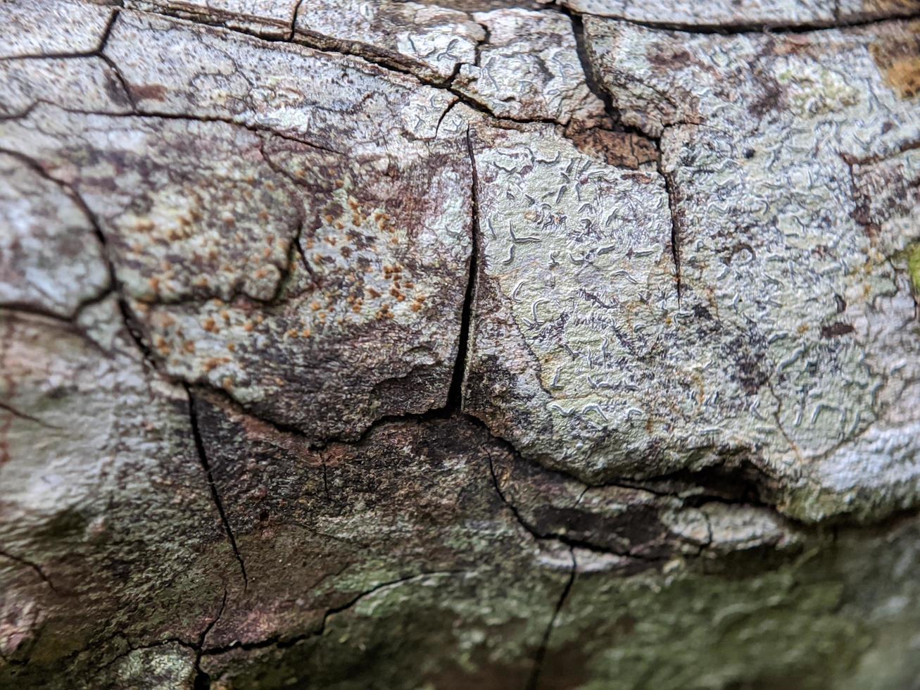 dead tree bark texture, dry tree photo