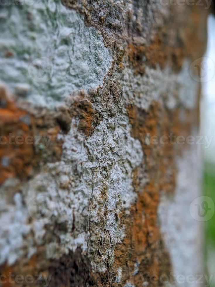 jackfruit tree bark texture, tree bark fungus photo