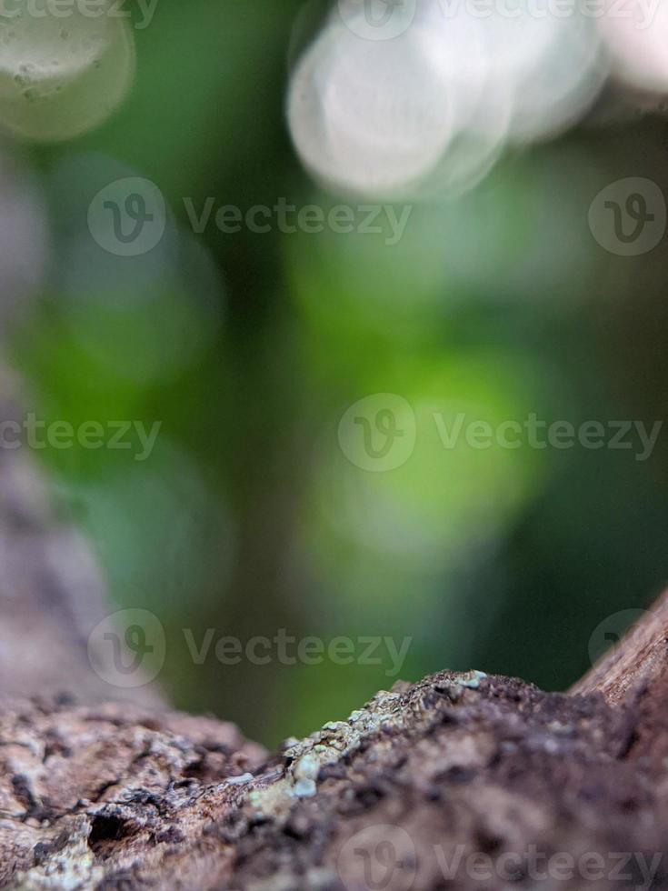 macro photography, natural blur green background photo