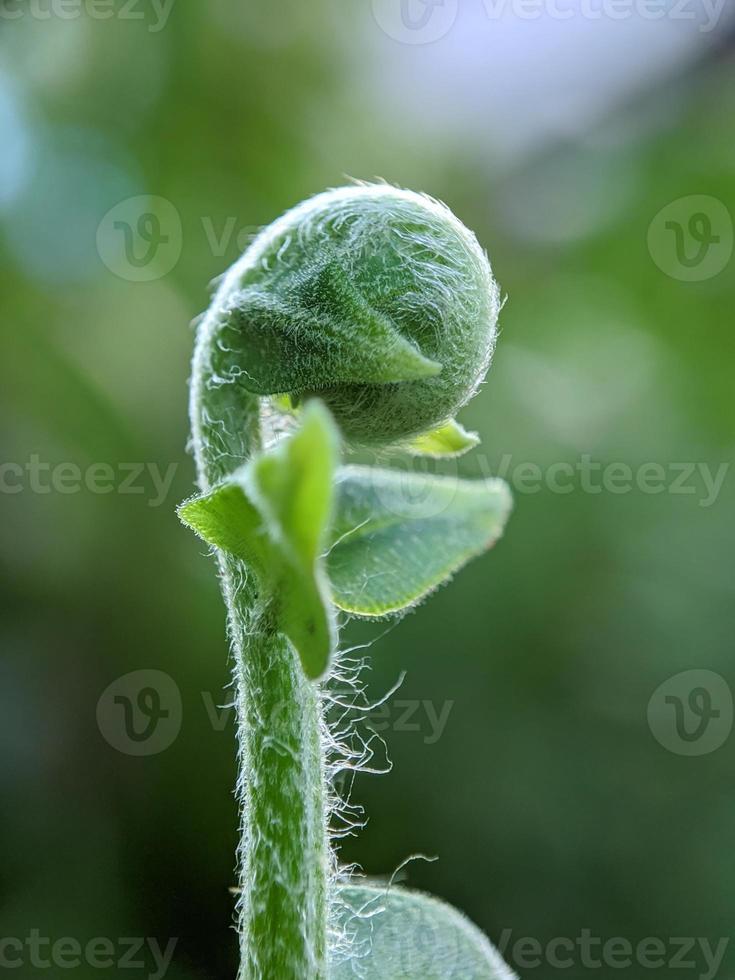 macro nature photography, detail of forest leaves, background photo