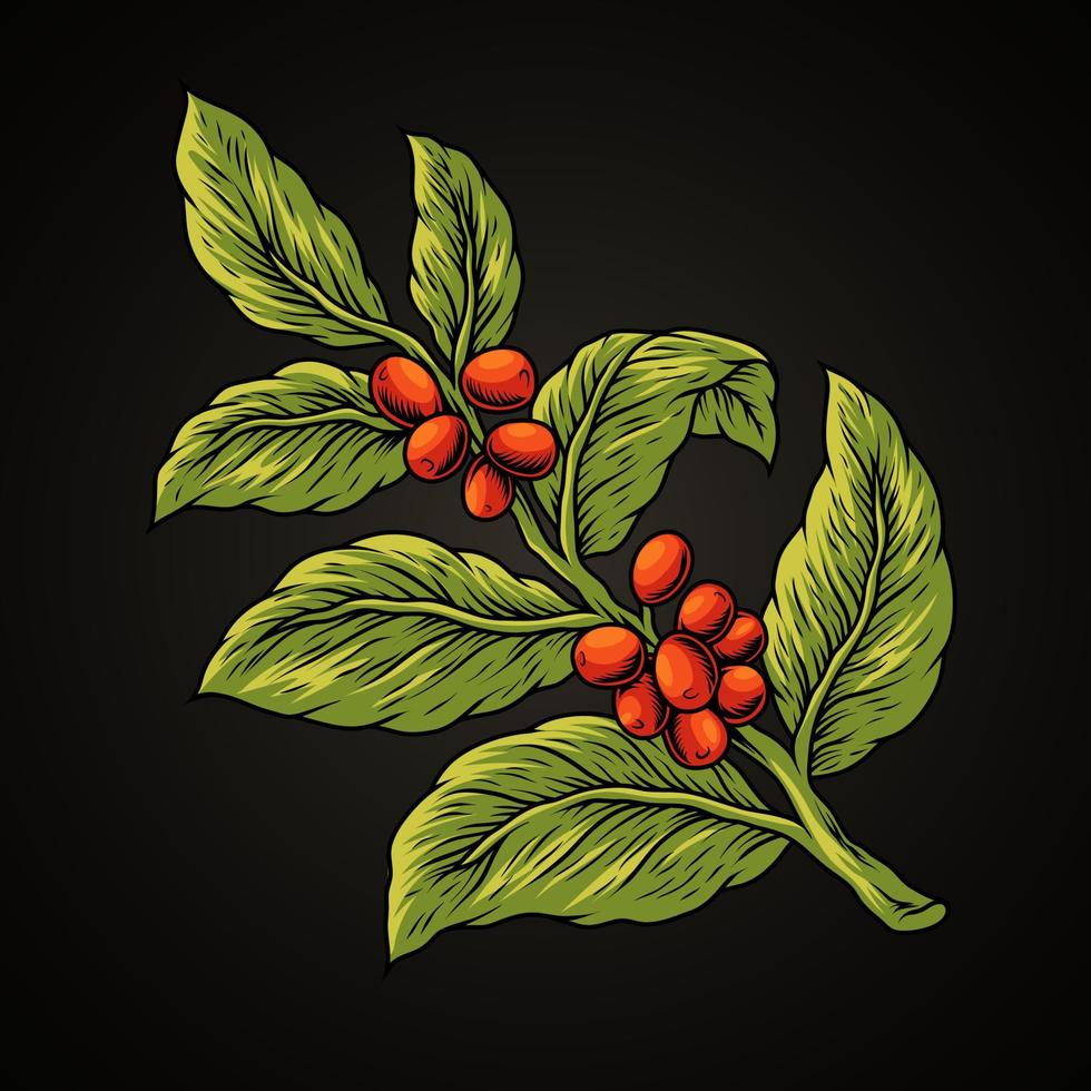 Coffee beans with tree branches vector