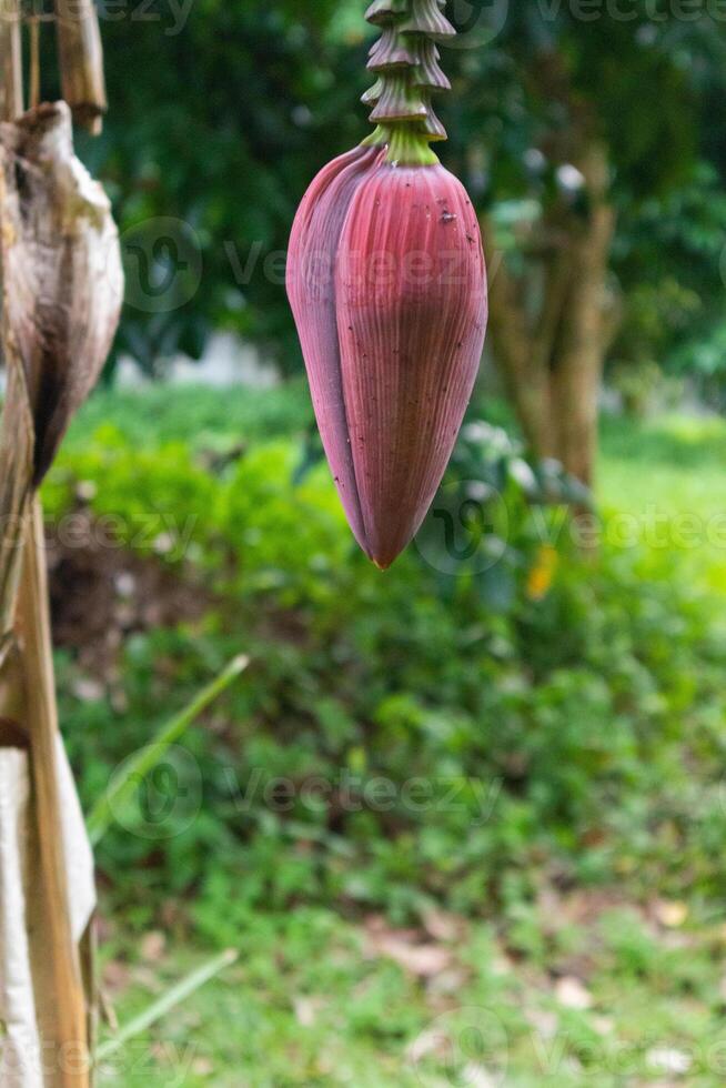 close up of fresh banana blossom on the tree photo