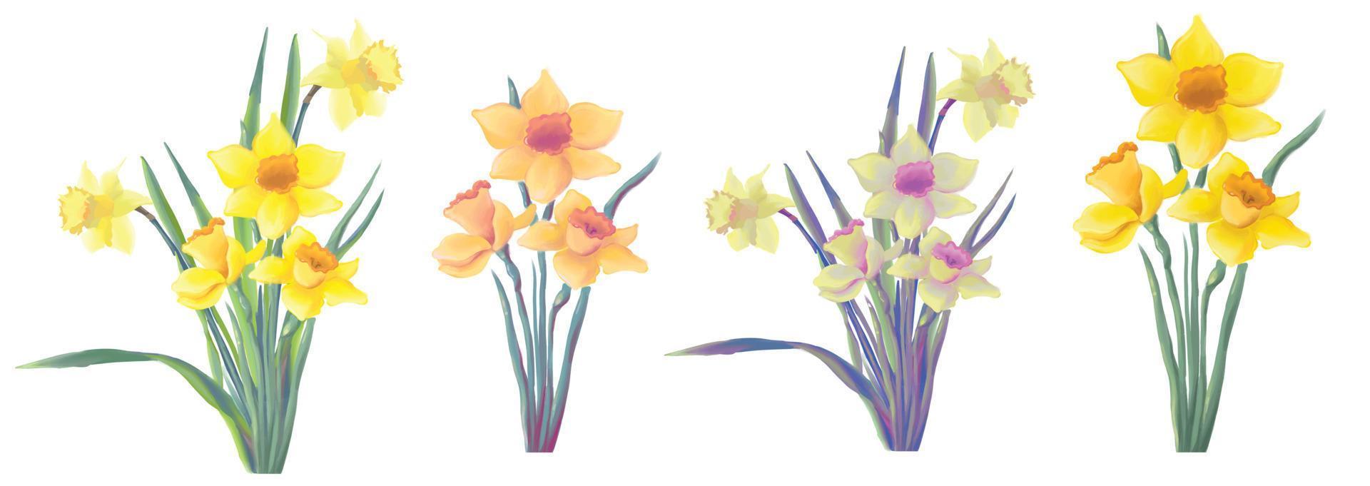 blooming yellow daffodils set, Narcissus spring flowers, vector isolated