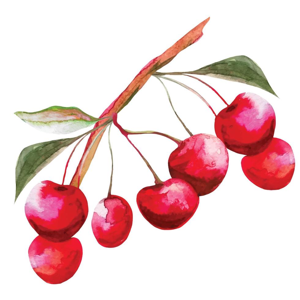 a bunch of cherry fruit on a branch with leaves, sakura fruit illustration vector