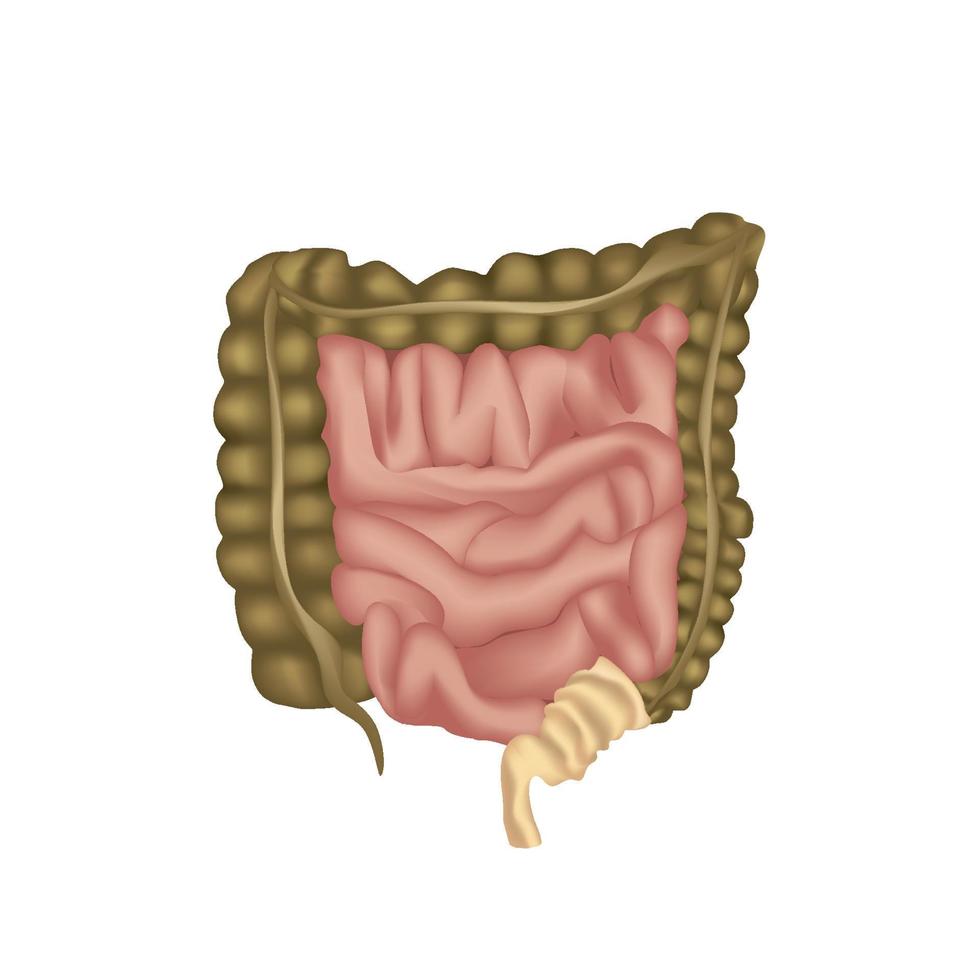 anatomía del sistema digestivo humano, estómago, tracto digestivo o canal alimentario. intestino grueso aislado. vector