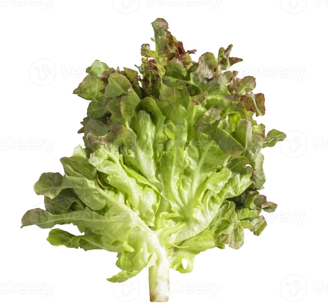 Ensalada de alimentos saludables lechuga roja aislado sobre fondo blanco. foto