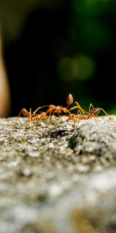 red ants on the fence of a house photographed using a macro lens on May 21, 2022 photo