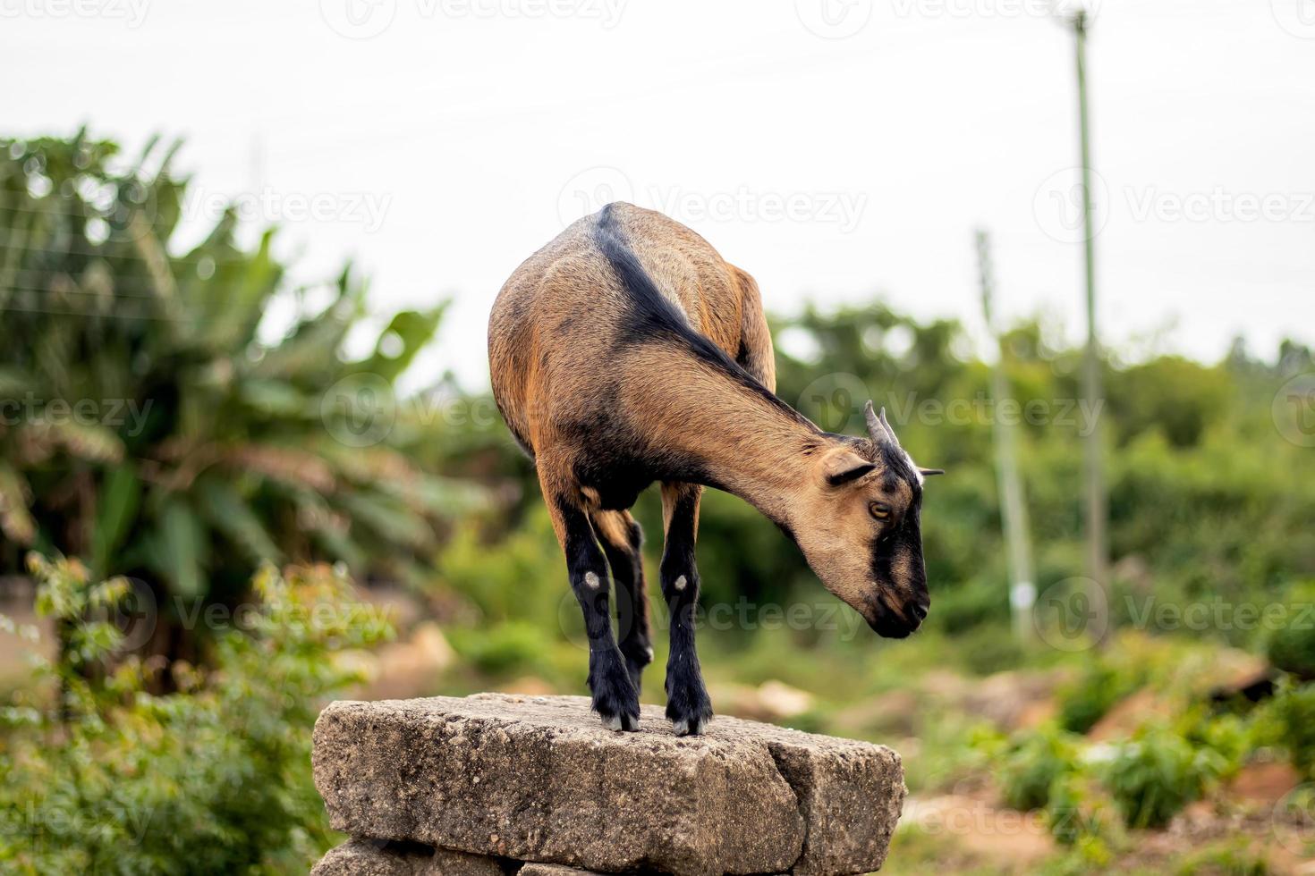 Brown female pregnant goat standing on a pile of blocks photo