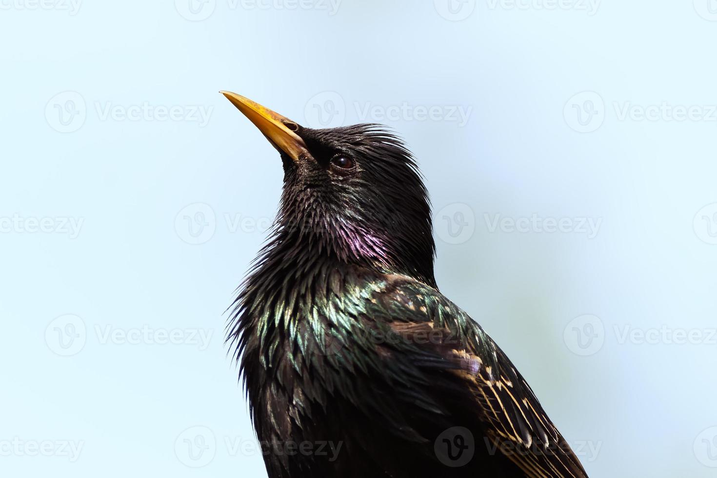 European Starling looking upwards to a blue sky. Captured in Richmond Hill, Ontario, Canada. photo