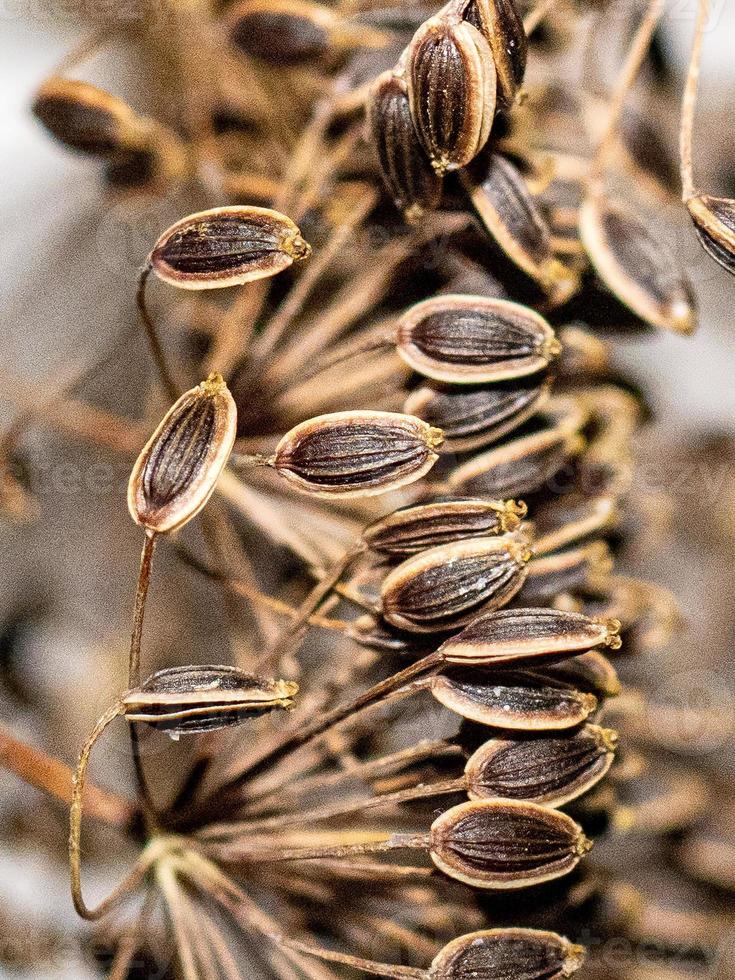 Selective of flower seeds photo