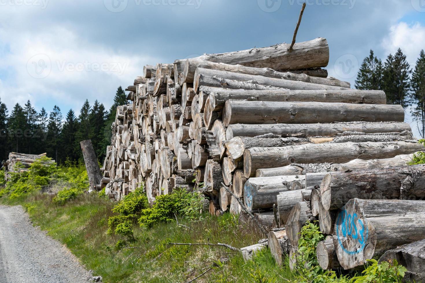 Beautiful view of stack of sawn spruce wood photo