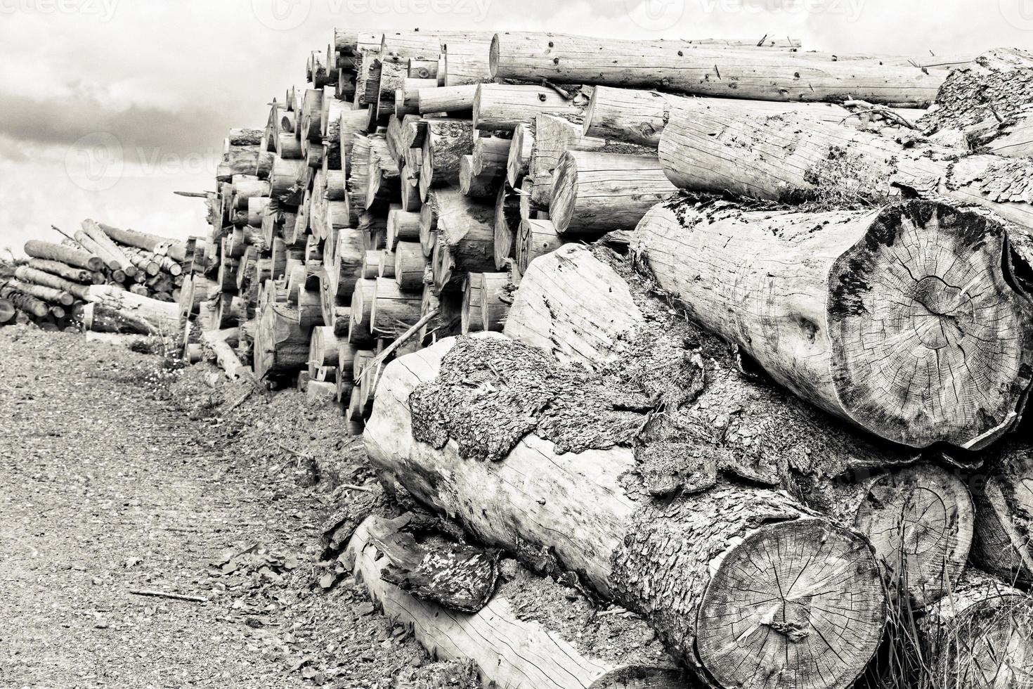 Beautiful view of stack of sawn spruce wood photo