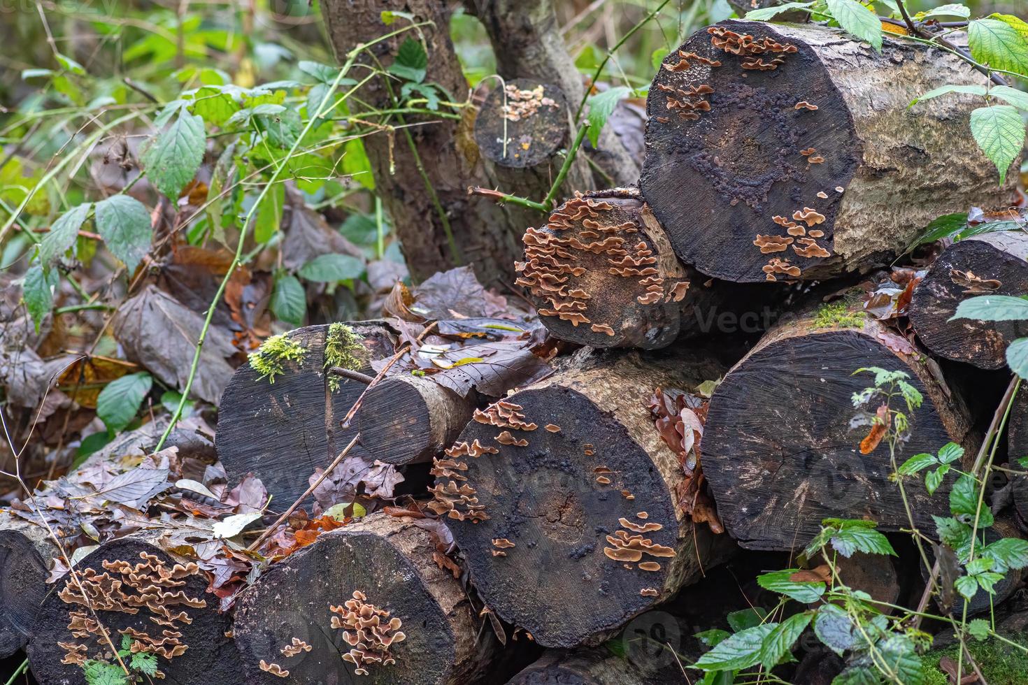 Beautiful view of stack of sawn spruce wood photo