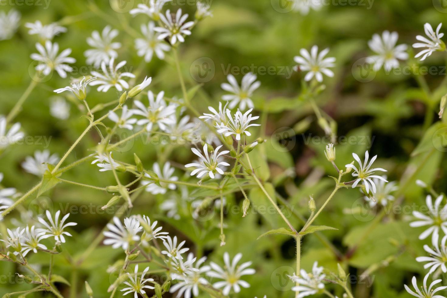 white flowers in the garden 8087863 Stock Photo at Vecteezy