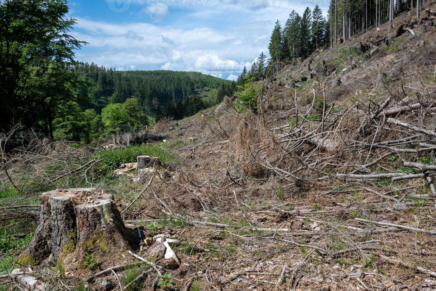 spruce forest destroyed by bark beetle and storm photo