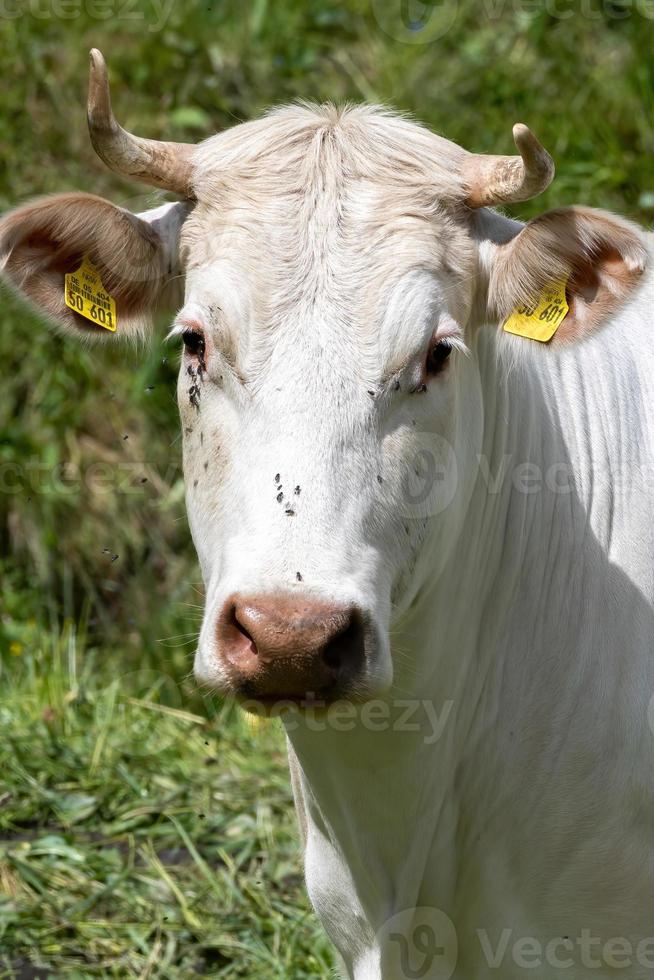 Selective focus shot of a bull photo