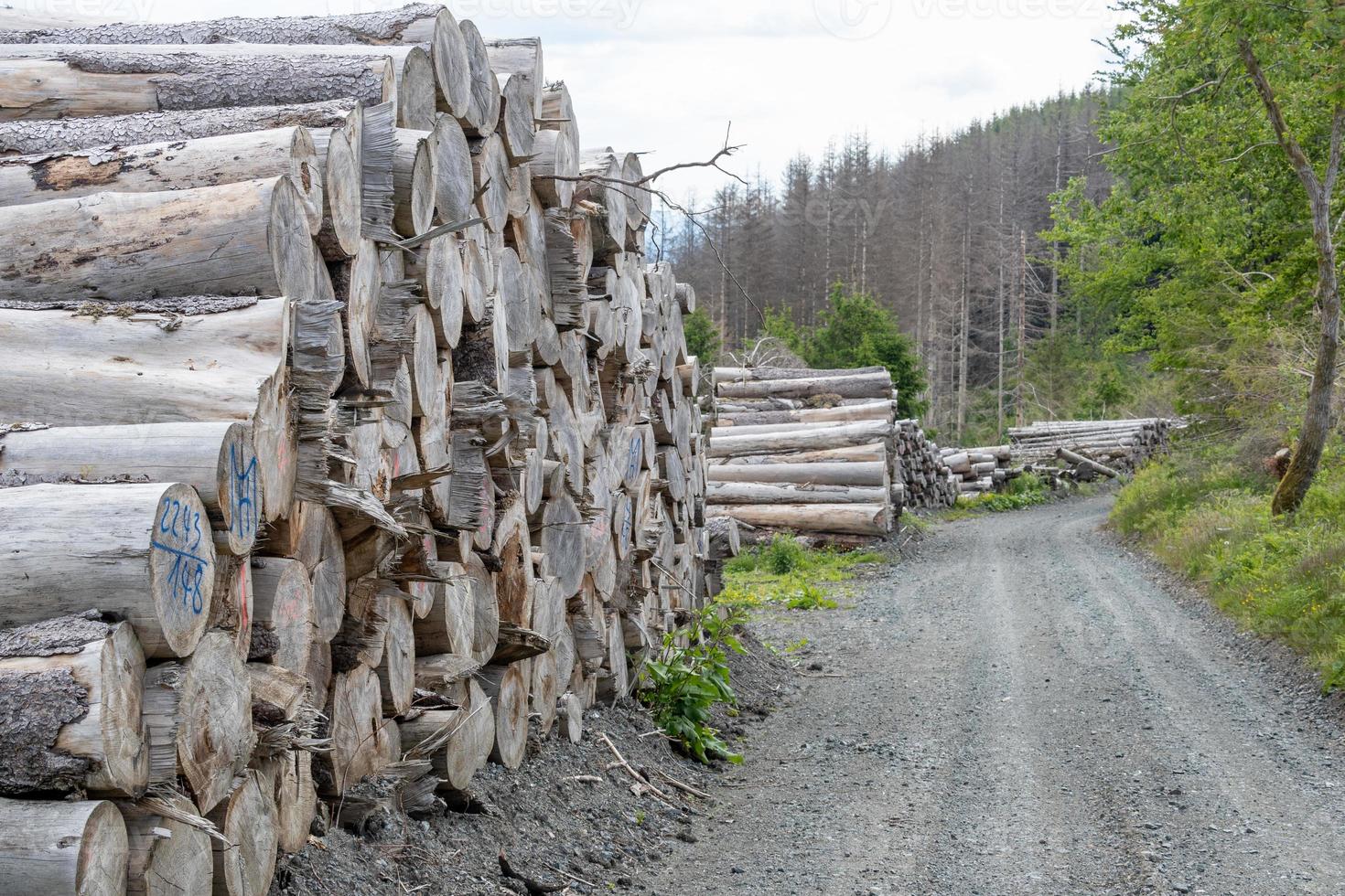 Beautiful view of stack of sawn spruce wood photo