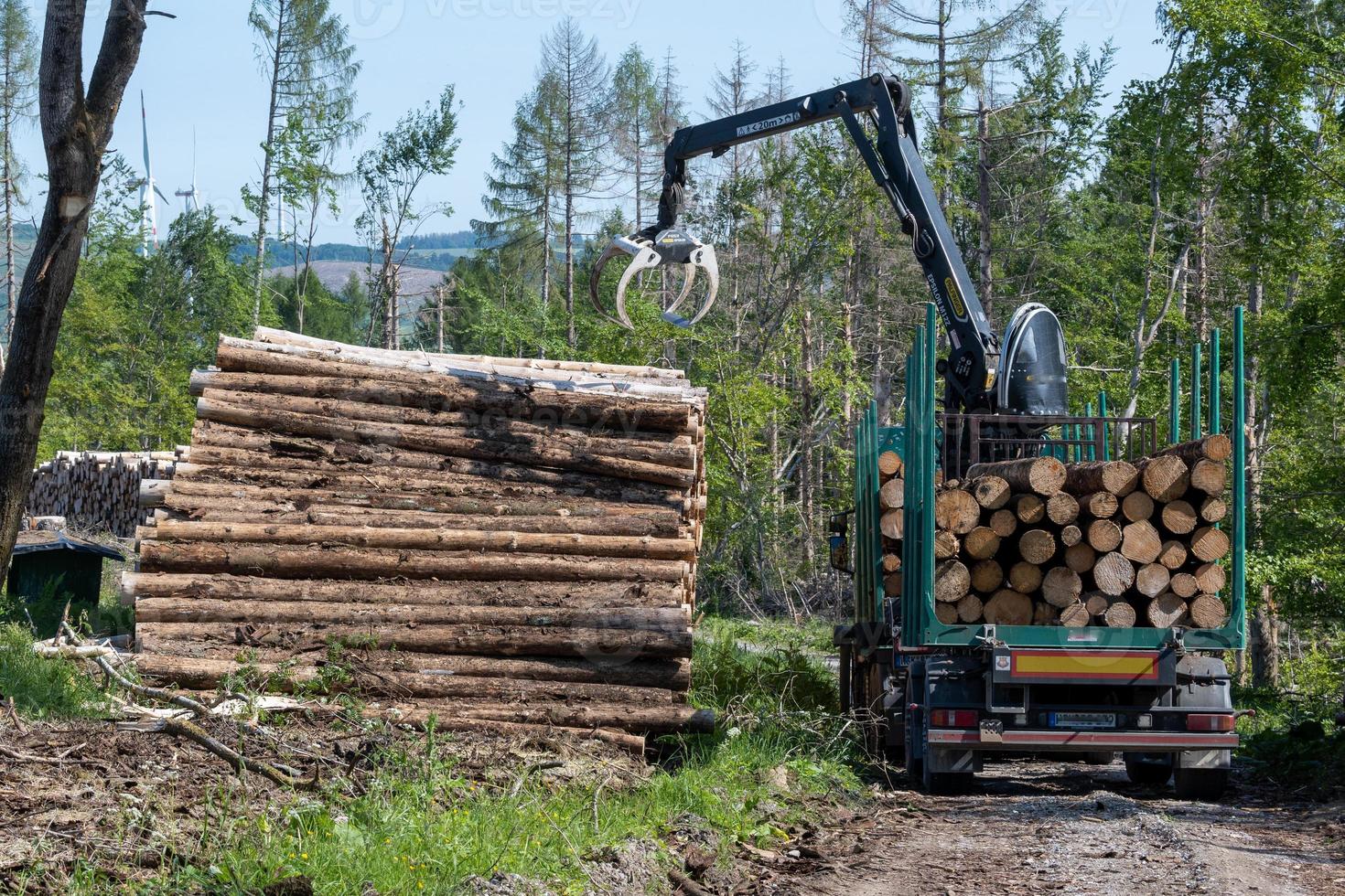 loading of pine trees in the forest photo