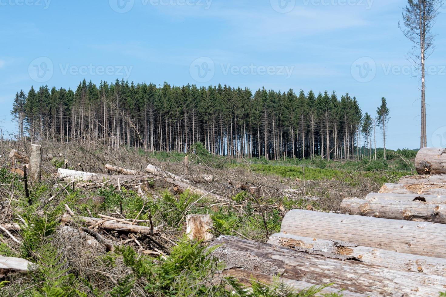 spruce forest destroyed by bark beetle and storm photo