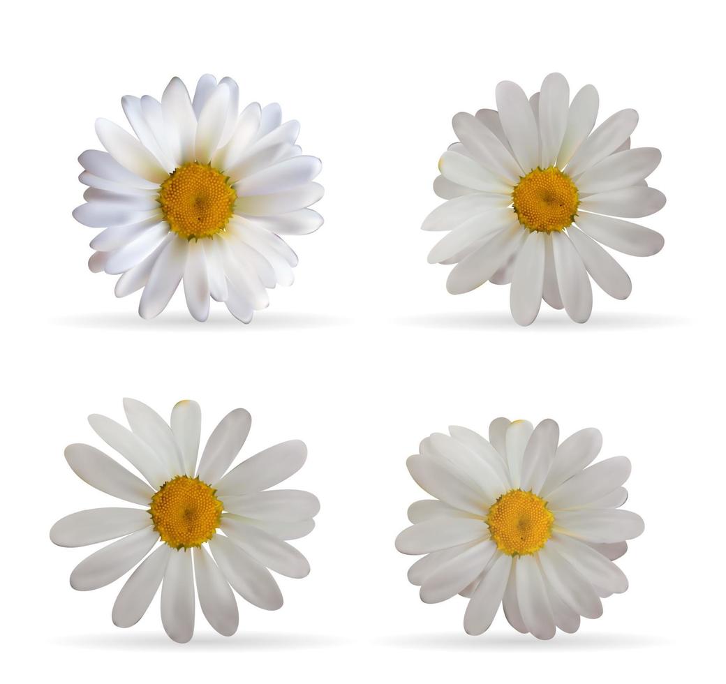 Colorful Naturalistic Beautiful 3D Chamomile Set. Organic Cosmetic Ingredients Isolated Vector Illustration