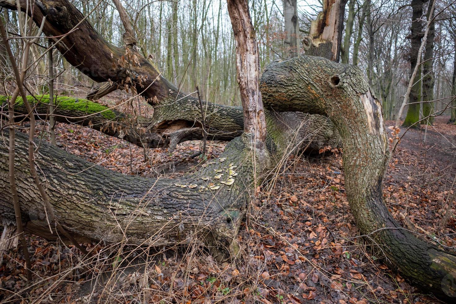 shot of trees in the forest photo