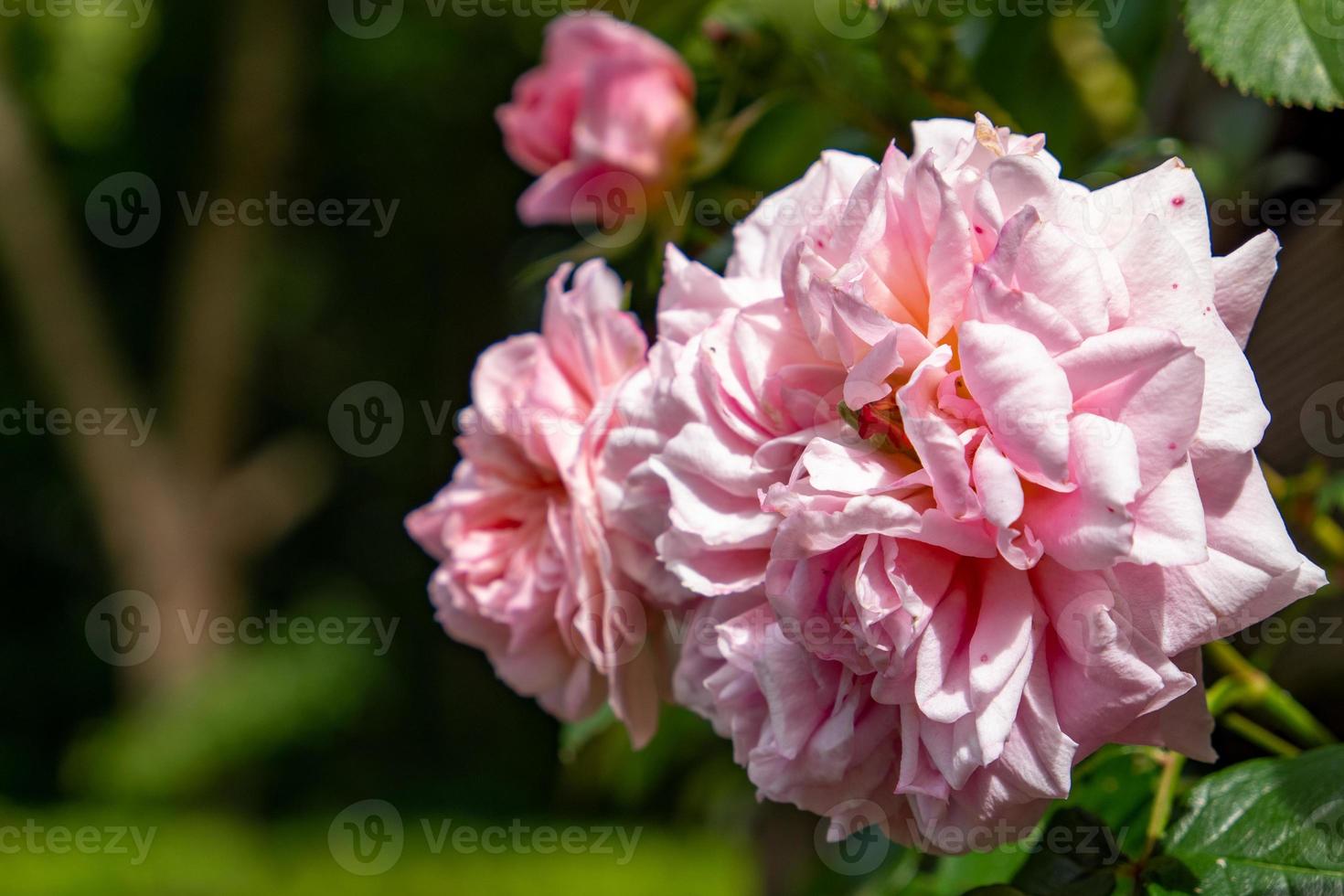 Selective focus shot of a pink rose in a garden photo