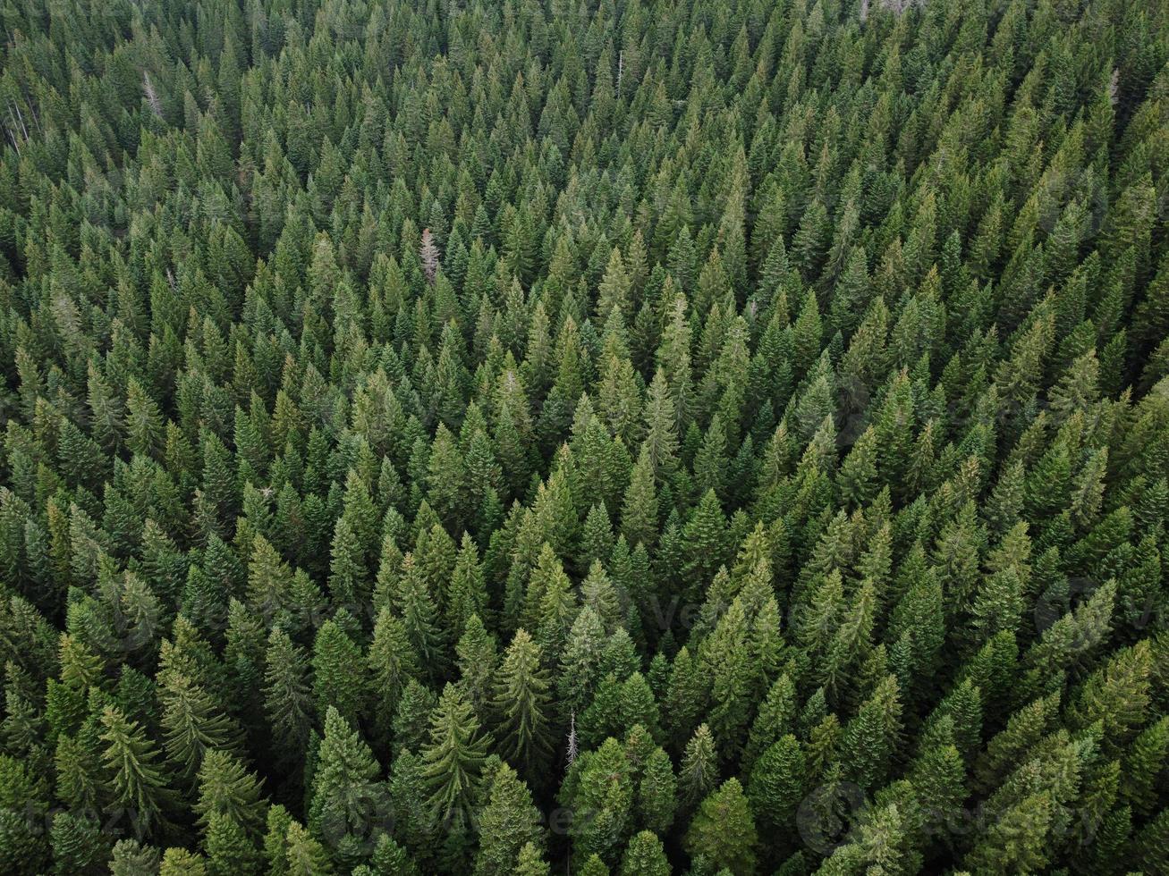 Aerial top view pine forest. Texture of coniferous forest view from above. Green background nature. Picture taken using drone photo