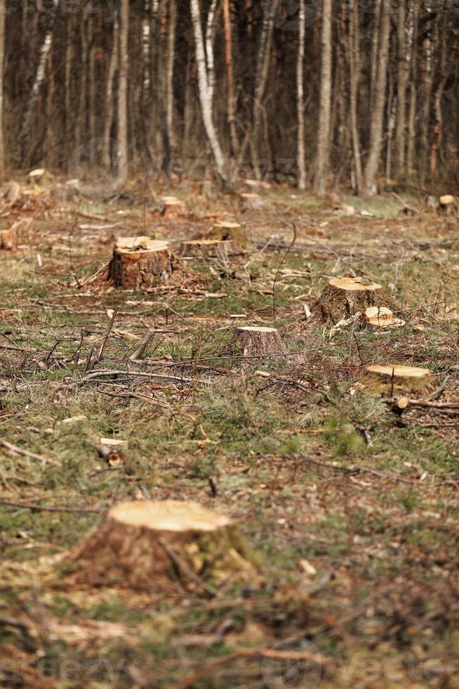 The picture after felling is a lot of stumps of coniferous trees remaining in the ground. stumps after illegal felling. selective focus photo