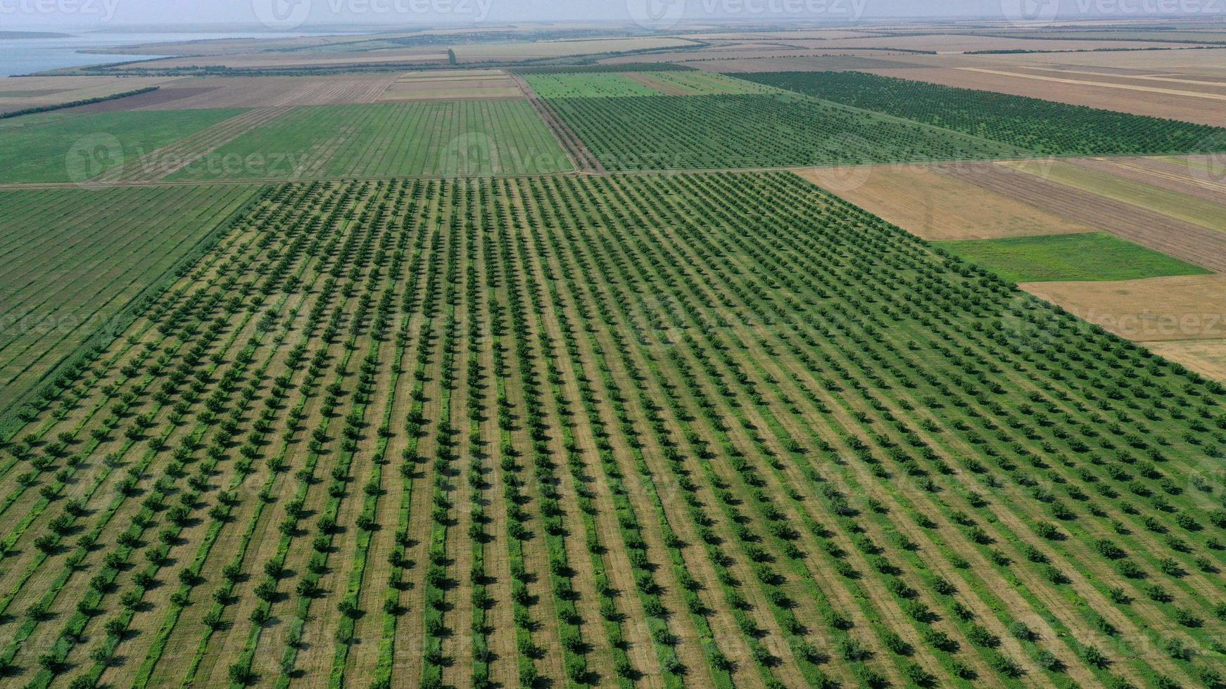 aerial view over agricultural gardens in spring time photo