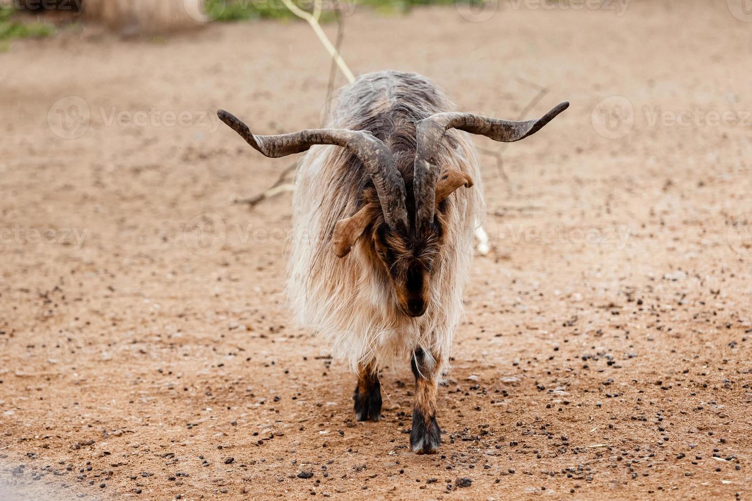 beautiful mountain goat. Mountain ram portrait. Mountain goat with big horns in zoo. selective focus photo