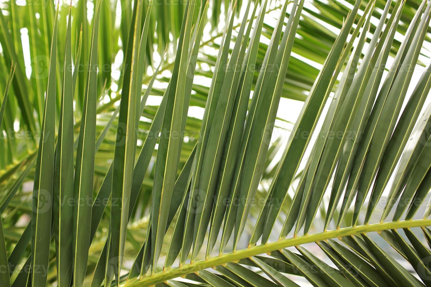Green palm leaf. Tropical island jungle abstract photo. Sunny day in exotic place. Tourist hotel or resort banner template. Fluffy leaf of coconut palm tree. Tropical paradise photo