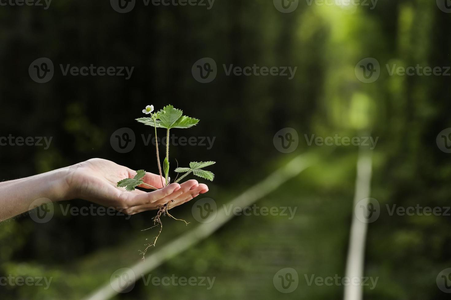 environment Earth Day In the hands of trees growing seedlings. Bokeh green Background Female hand holding tree on nature field grass Forest conservation concept. photo