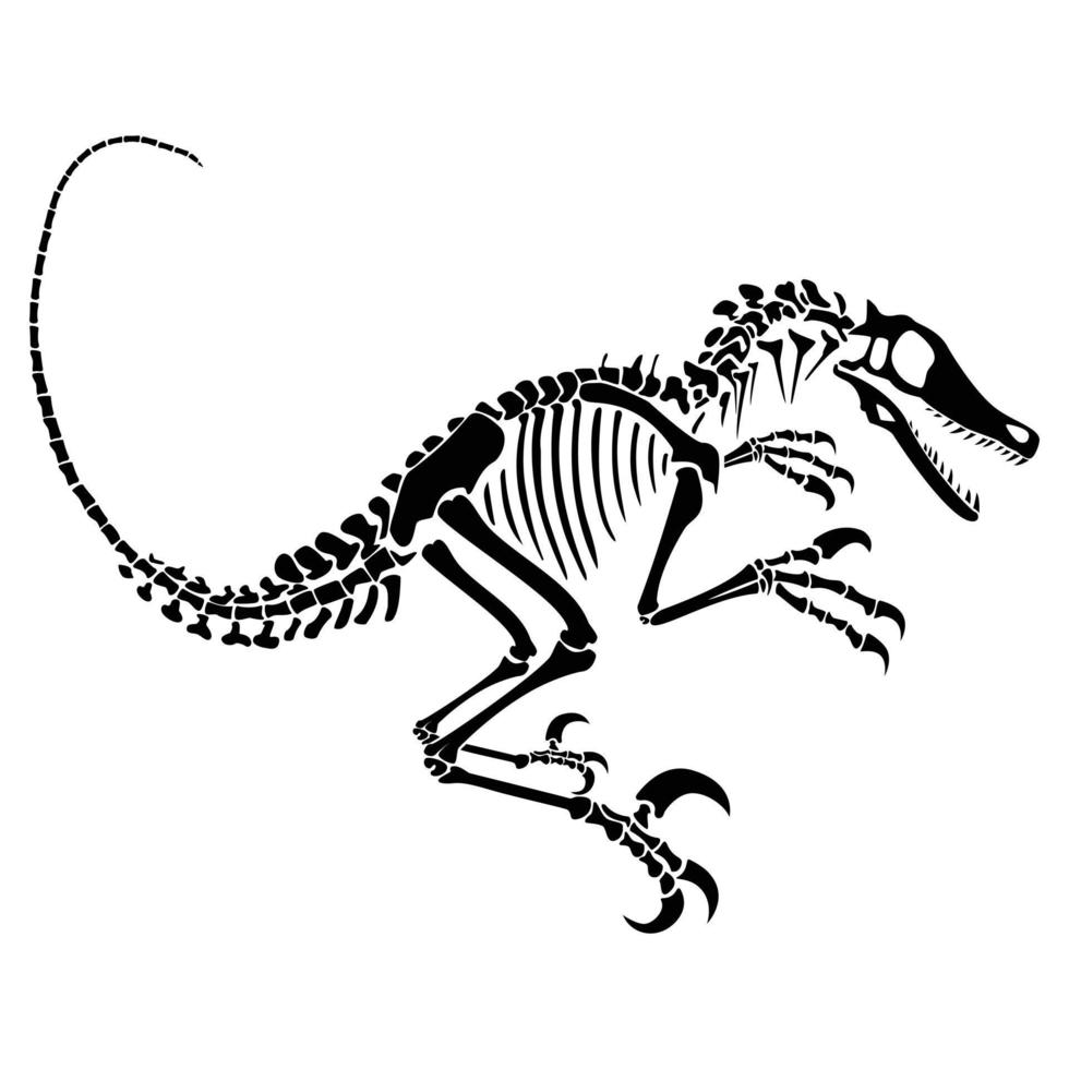 Velociraptor skeleton. Animal reptile bones, silhouette isolated vector
