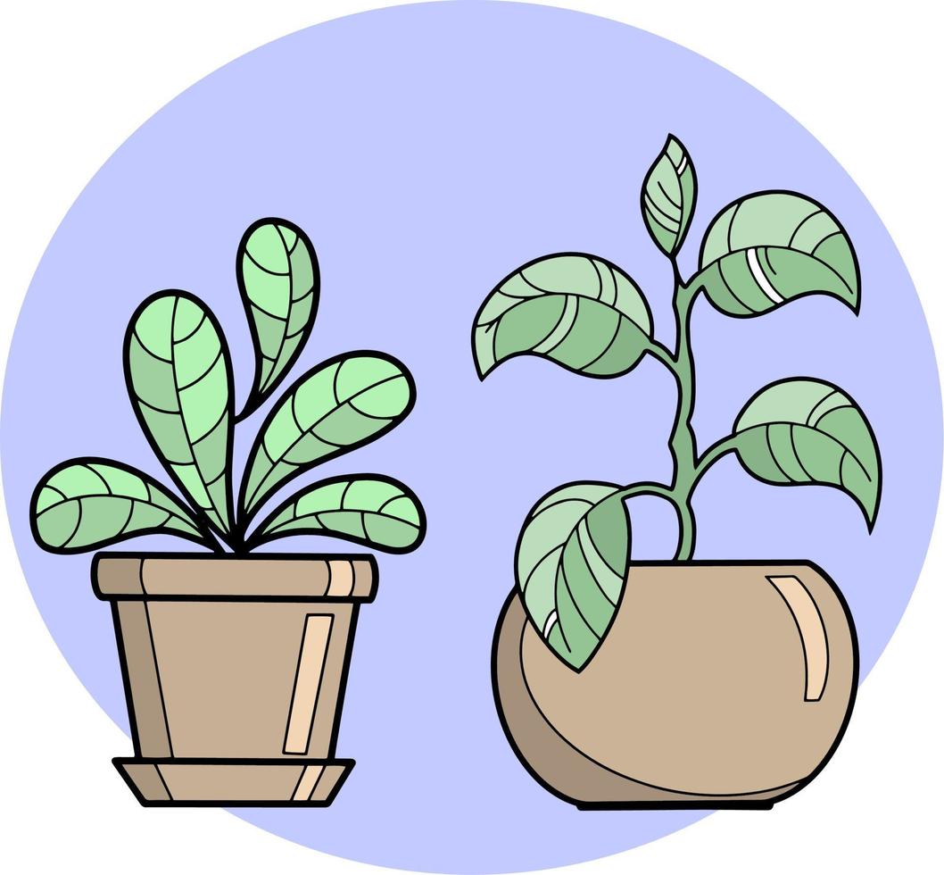 Indoor plants grow in brown ceramic pots, vector illustration on transparent background