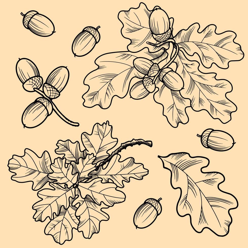 A set of vector illustrations. Twigs of an oak tree with leaves and acorns on a light beige background