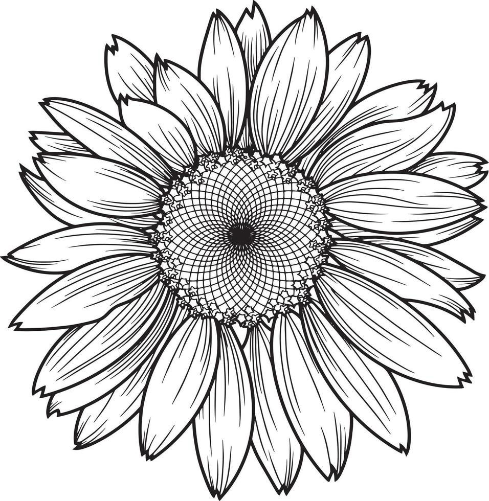 Sunflower flower, chamomile, daisy, monochrome illustration. Vector image on a transparent background.