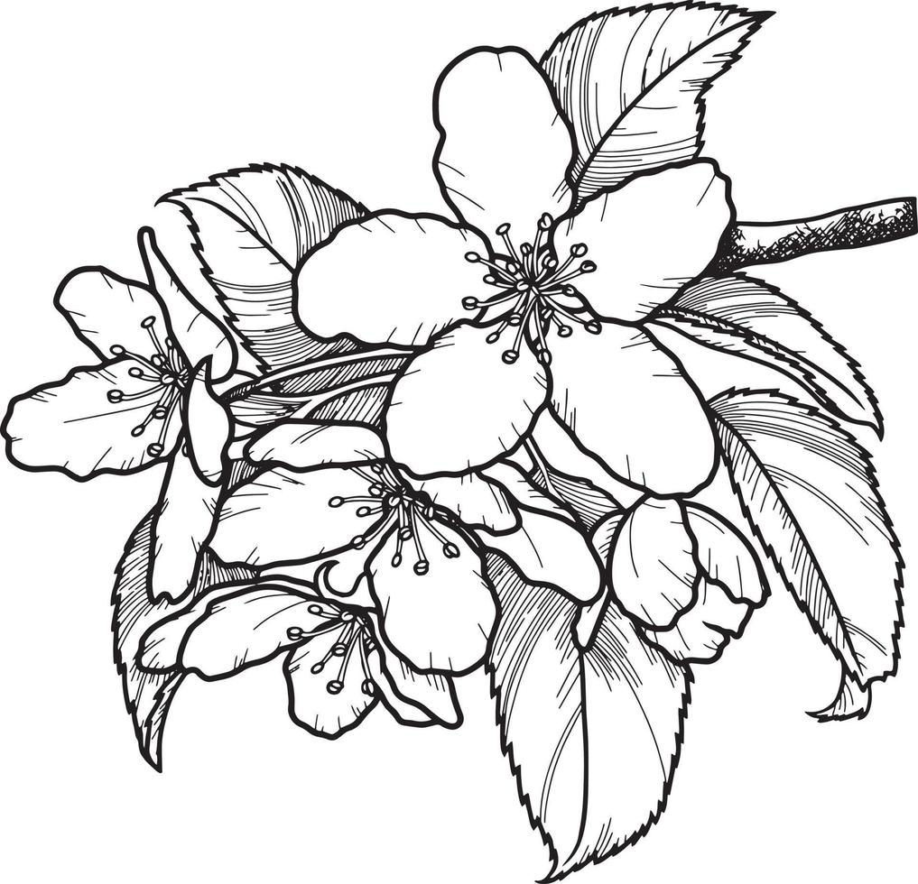 Vector monochrome illustration. Apple tree branch with flowers, sakura, cherry on a transparent background. Design element