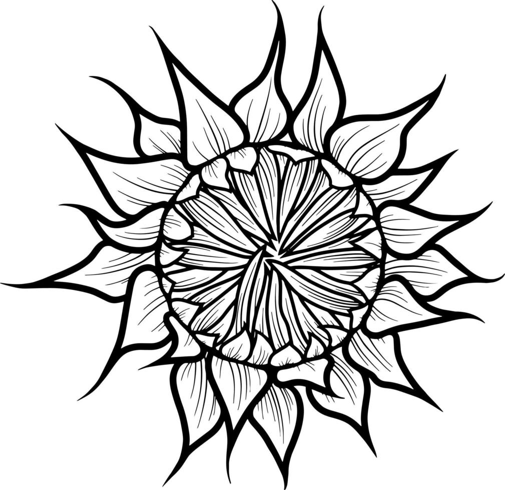 Closed sunflower flower, bud without leaves, vector illustration on transparent background, Monochrome drawing
