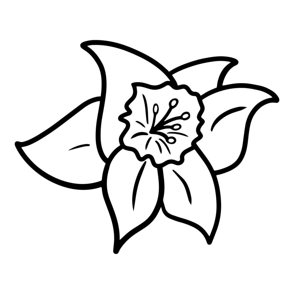 Spring flower, Simple narcissus bud, monochrome botanical vector illustration on white background