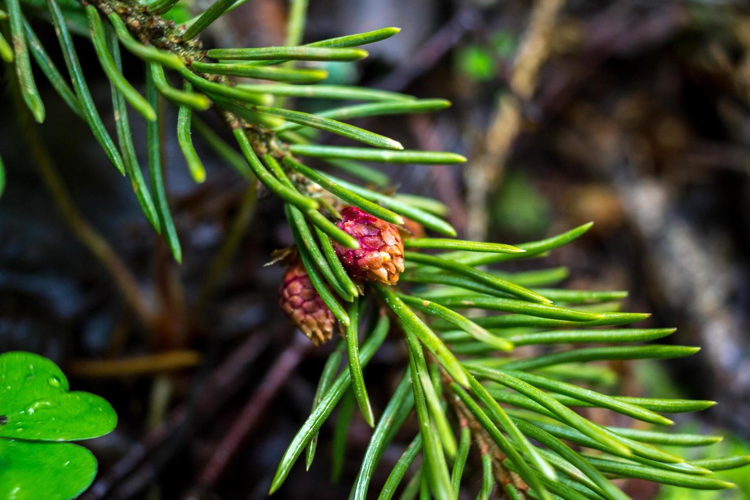 A branch of spruce with new small cones starting to grow, which fell to the ground in the forest. Close up photo