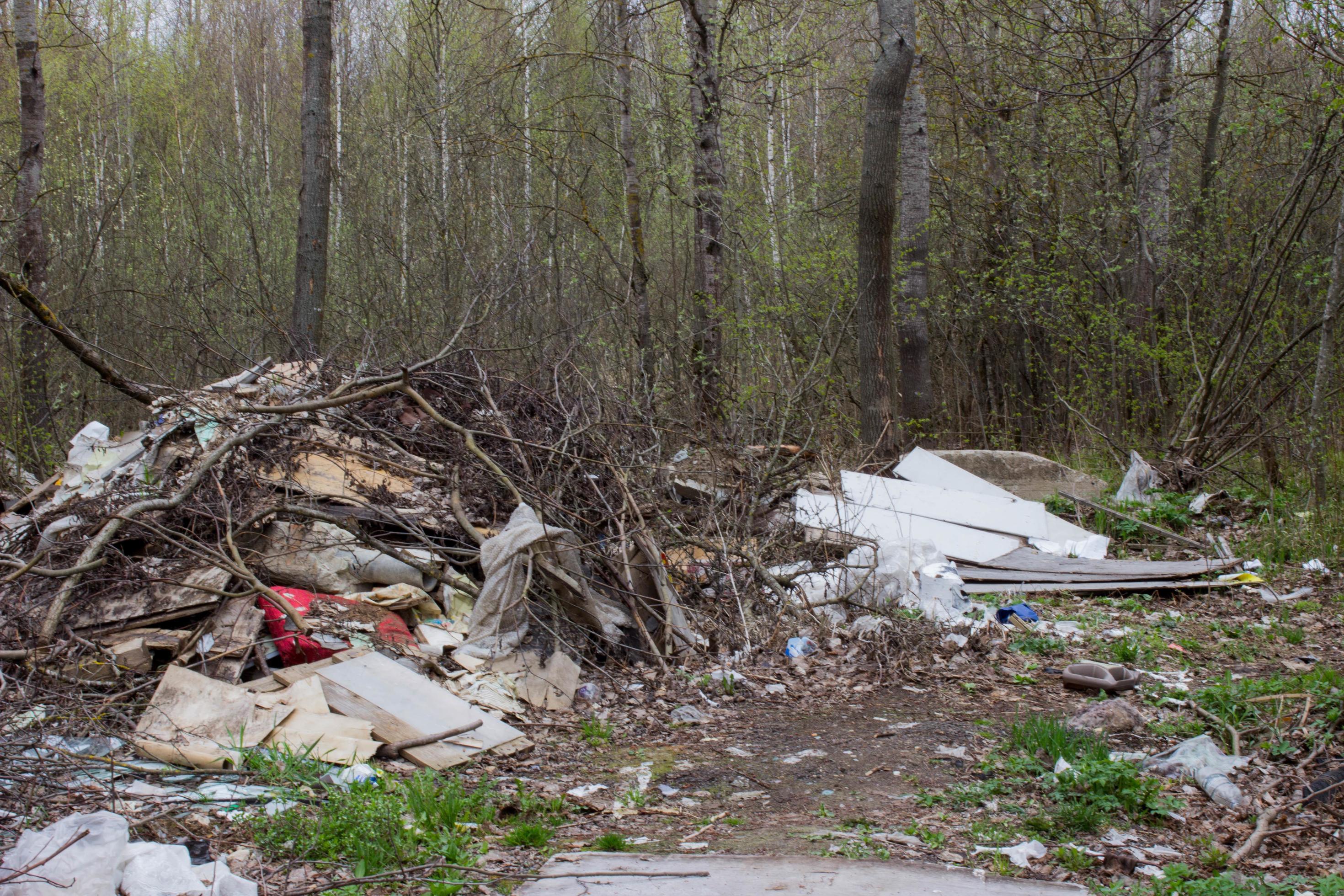 Garbage dump in the forest near the road 8091703 Stock Photo at Vecteezy